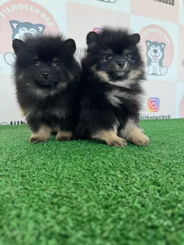 Filhotes de Spitz Alemão - Lindos e Fofos!