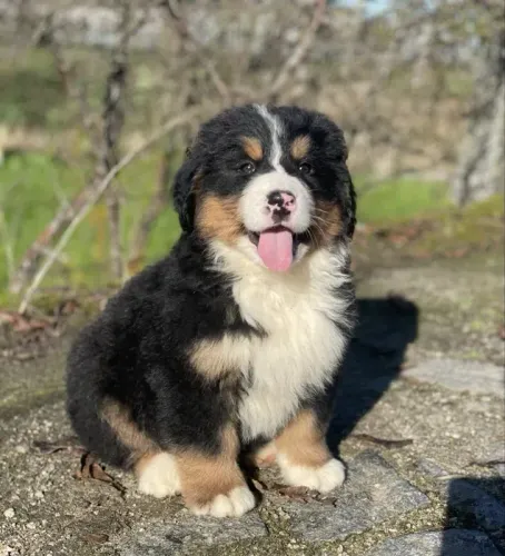 Bernese Mountaing dog Bolinhas de Energia e Amor!