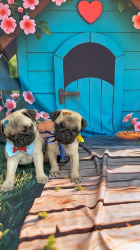 Pug fofinho para sua família 