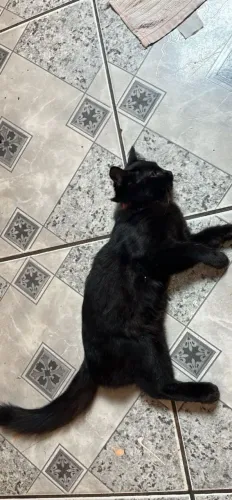 Doa-se gatinho macho 