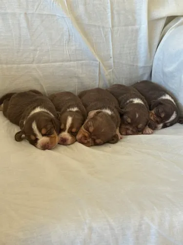 Filhote de beagle chocolate