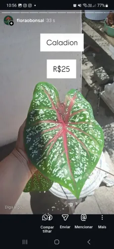 Caladium 
