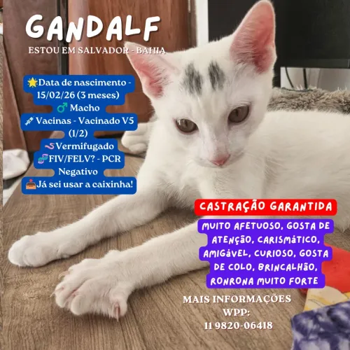Filhote para Adoção Responsável 