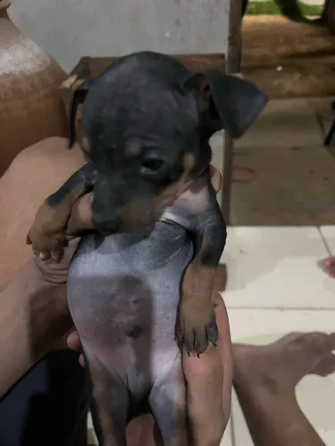 Vende cachorrinho macho da pinscher