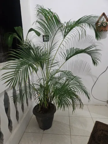 Planta palmeira 