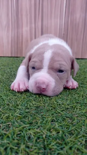  Filhote de American Pit bull Terrier ótimo temperamento  