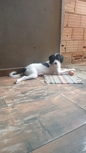 Doação de cachorra