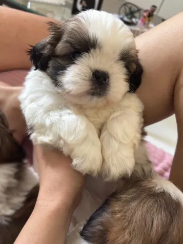 Cachorro