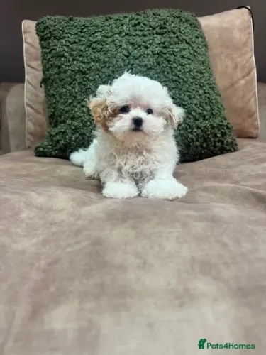 Shih Tzu/ Shitzu filhotinhos dóceis perfeitos para crianças macho e fêmea com pedigree