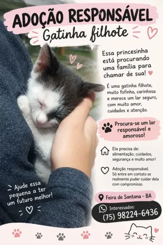 Doação de gatinhos