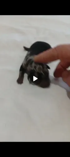 Pinscher merle