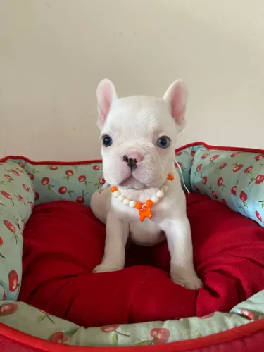 Buldogue francês fêmea