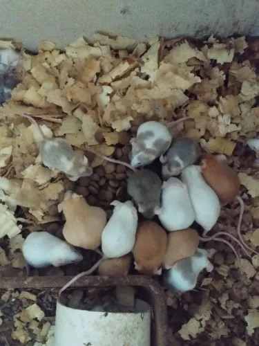 Camundongos para Alimento ou Pet - Saudáveis