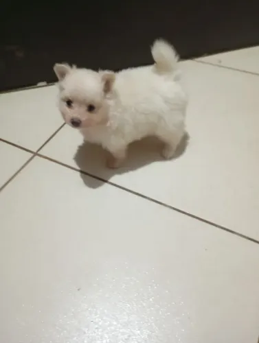 Lulu da Pomerânia 