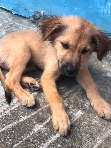 Pra vender filhote de pastor alemão misturado com Chow Chow, quase 3 meses de viada 