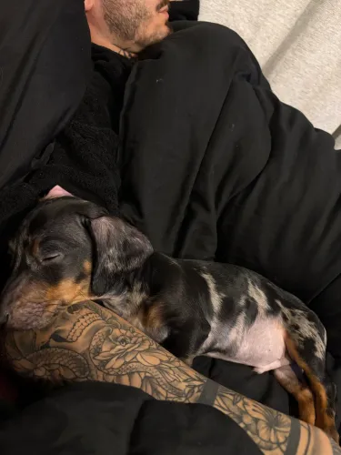 Vendo Dachshund Mofado