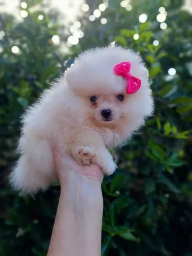   A Fêmea Pequena e Linda de Lulu da Pomerânia com Vacinados 