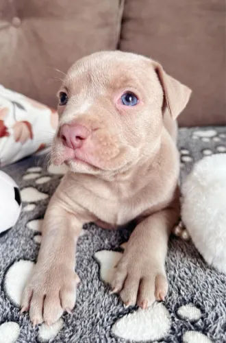 Filhote de pitbull fêmea 