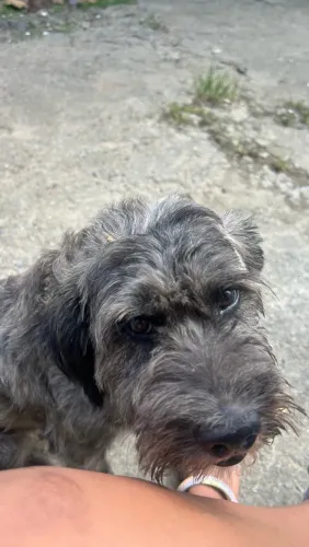Cachorro peludo/ doação