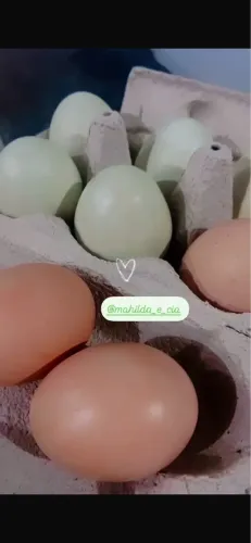 Ovos frescos e Galos a venda!