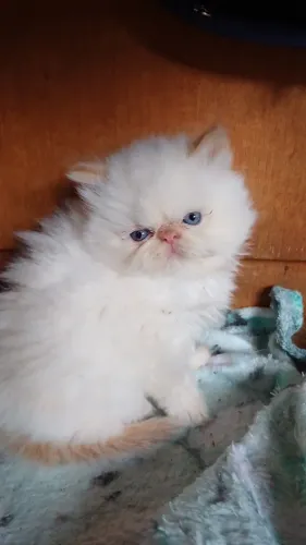 Lindo filhote de gato persa puro.Parcelo.Entrego em Curitiba e região