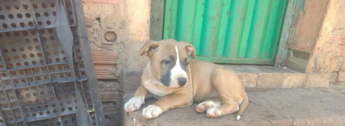 Pitbull 