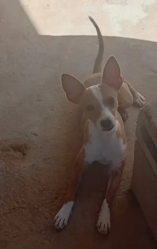 ADOÇÃO DE CACHORRO