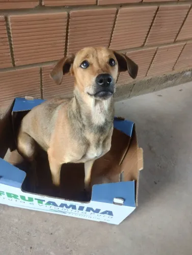 Doação cachorra dócil 