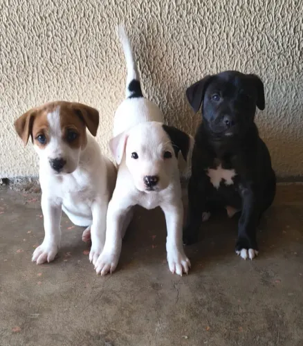 Doa se lindos filhotes, 2 meses, vacinados, vermifugados -Mooca SP