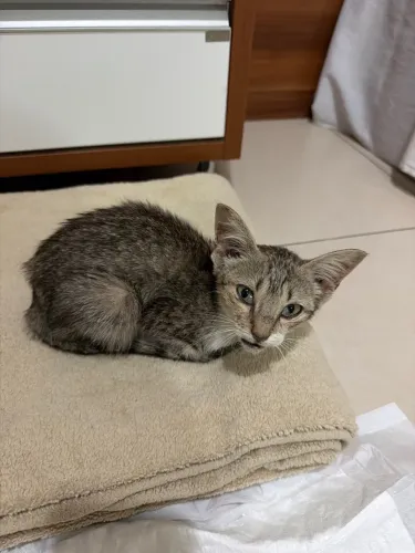 Doação Gato - Extrema Urgência