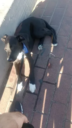 Doação cachorro dócil 