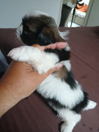 Shihtzu