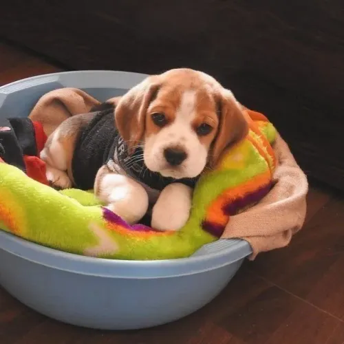Beagle Um novo amigo pode transformar seus dias