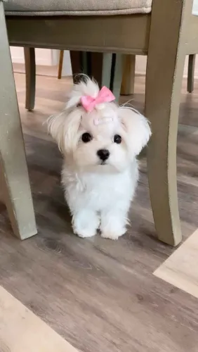 Filhote maltês, Os filhotinhos mais brincalhões esperam por um lar cheio de amor!