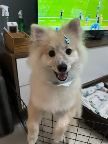 Spitz alemão macho