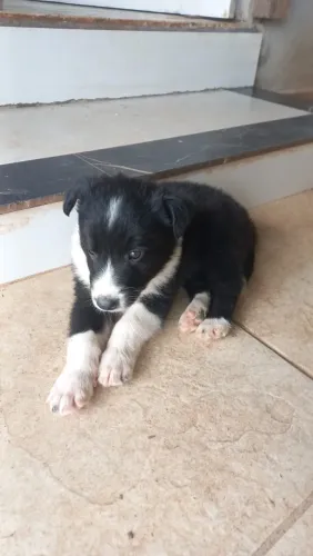 Boder collie ovelheiro gaúcho