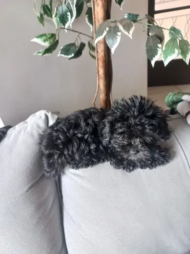 Poodle toy com micro fêmea 
