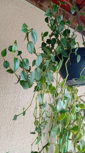 Peperomia planta 