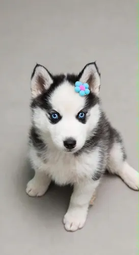 Fêmea Husky siberiano