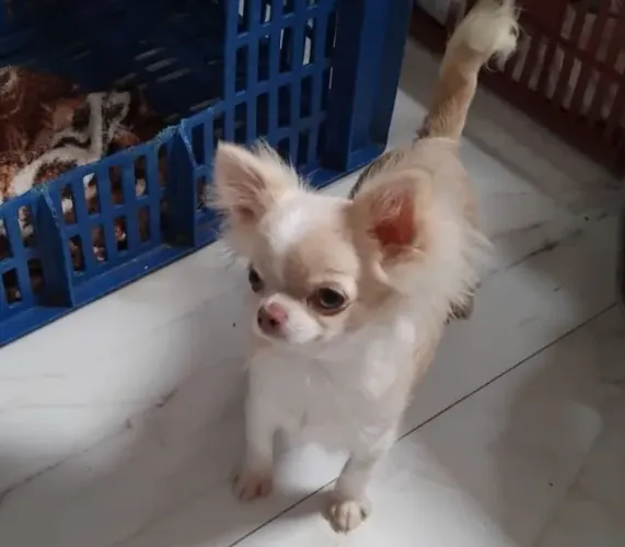 Chiuhuha Lindo com Pedigree