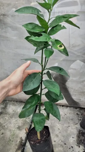 Mudas de laranja e limão enxertadas