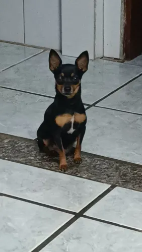 Pinscher zero alto padrão