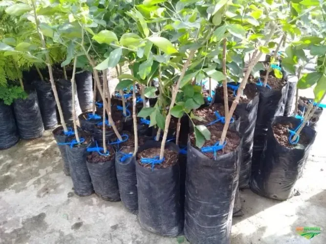 Mudas de umbu 