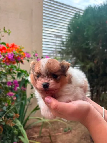 lulu da pomerania