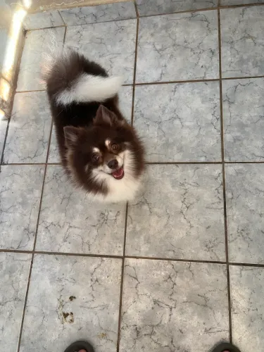 Fêmea de spitz alemão