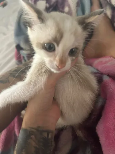 Gatinha filhote
