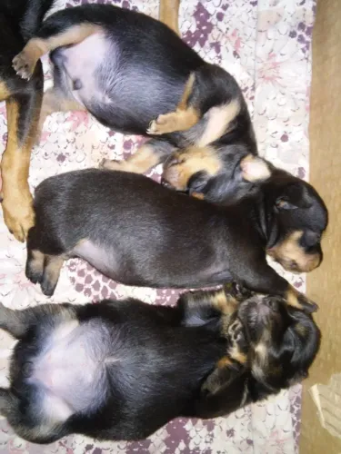 Filhote de Pinscher 0,0