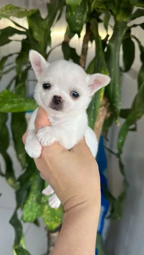 Chihuahua Pêlo Curto Macho!! Belo Rapaz