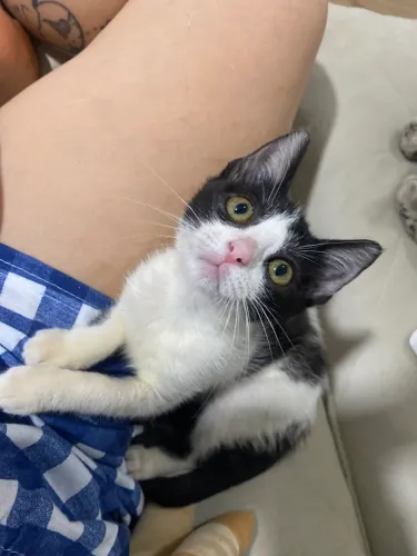Gatinha pra adoção 