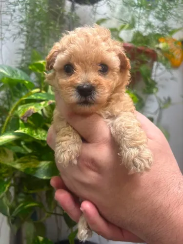 Poodle toy fêmea 